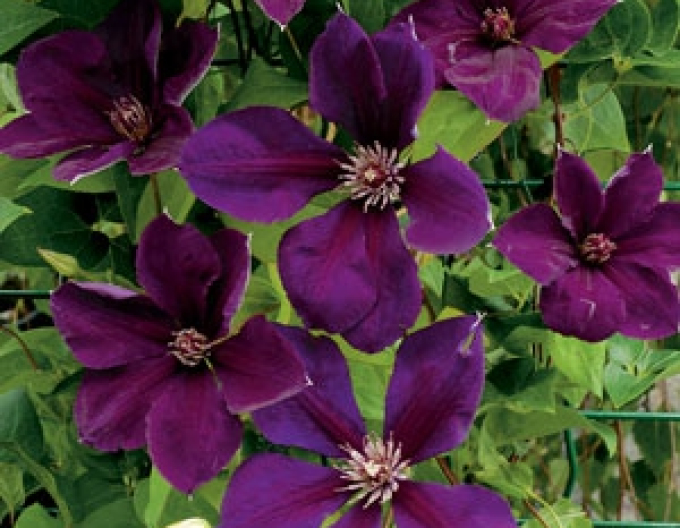 Clematis ´Gipsy Queen´