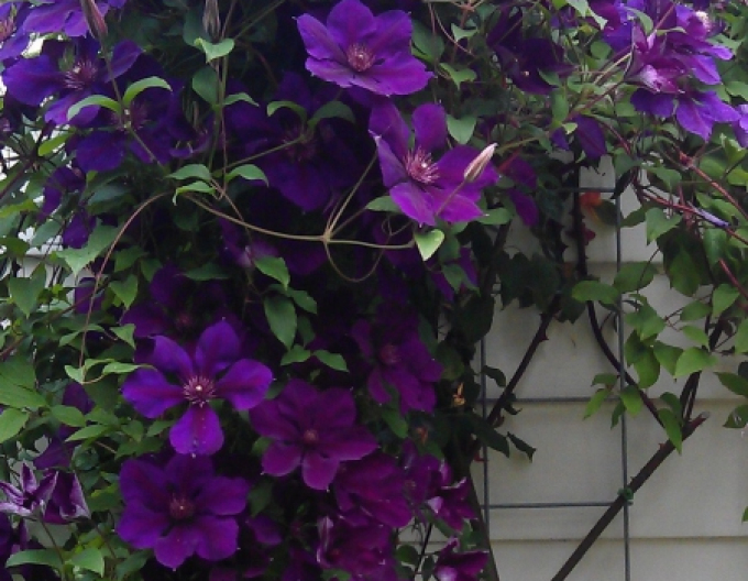 Clematis ´Gipsy Queen´