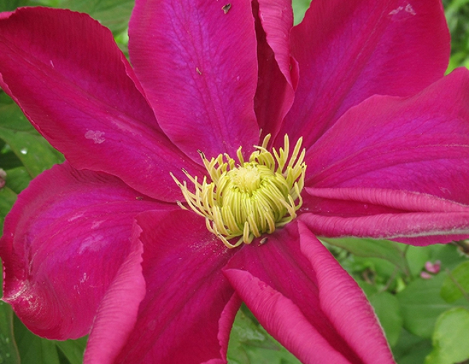 Clematis ´Hoshi-no-Flamenco´