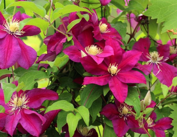 Clematis ´Hoshi-no-Flamenco´