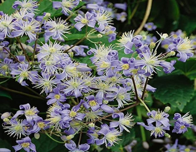 Clematis ´Mrs.Robert Brydon´