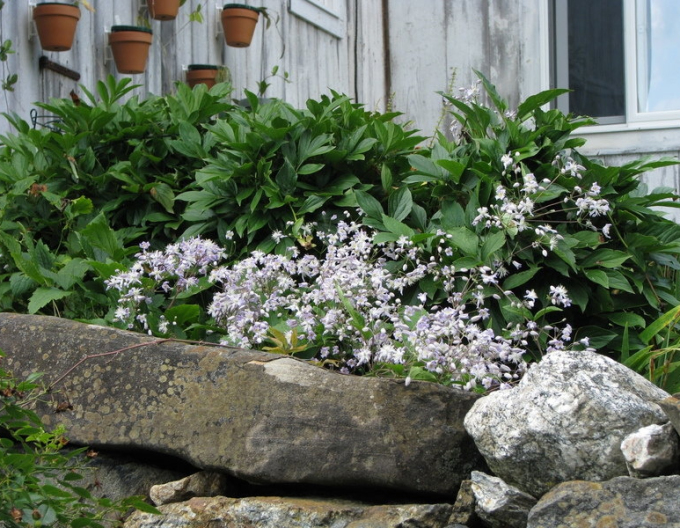 Clematis ´Mrs.Robert Brydon´