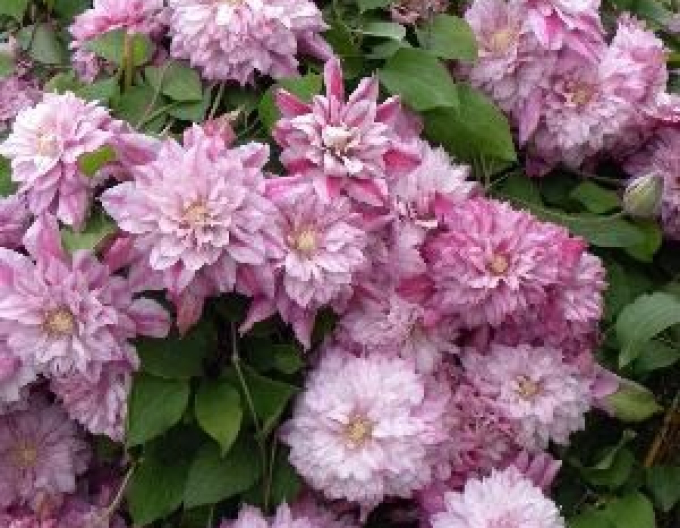 Clematis ´Patricia Ann Fretwell´