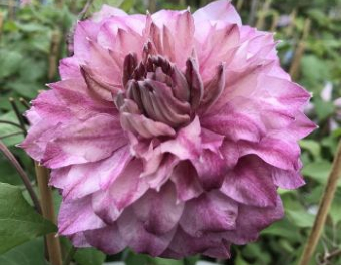 Clematis ´Patricia Ann Fretwell´