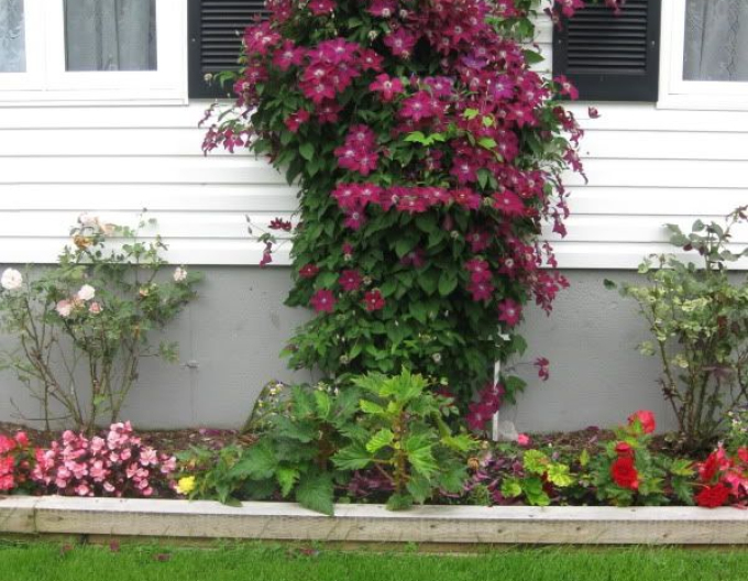 Clematis Rouge Cardinal