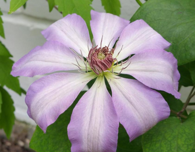 Clematis Seraphina