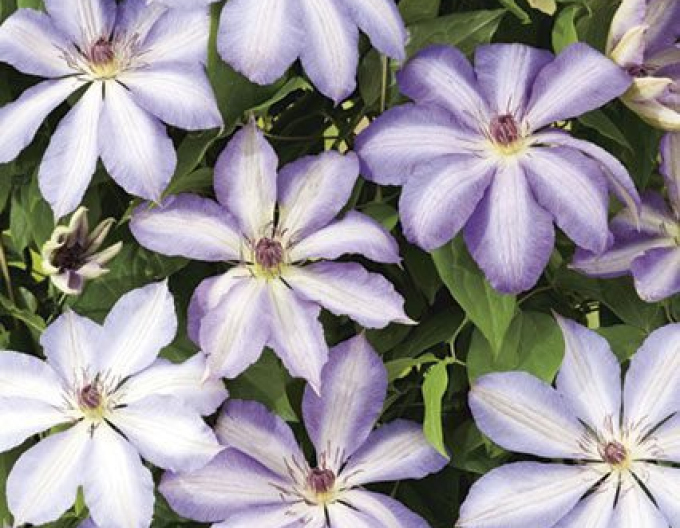 Clematis Seraphina