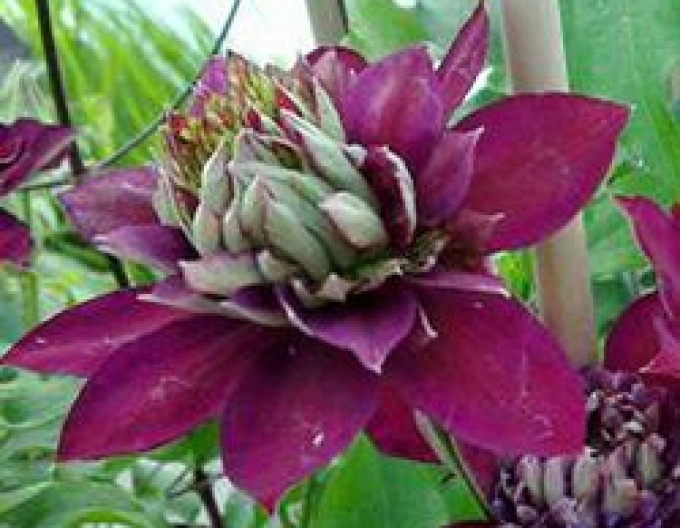 Clematis ´Temptation´