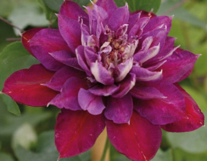 Clematis ´Temptation´
