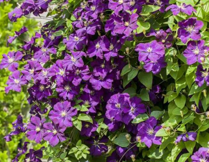 Clematis ´Temptation´