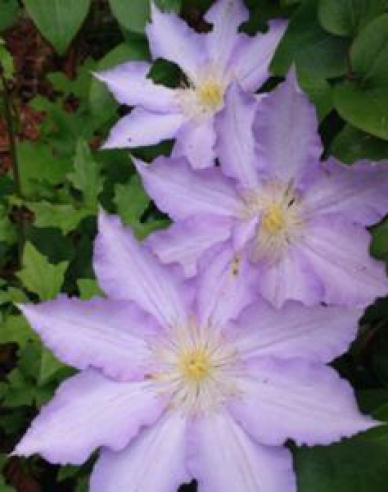 Clematis ´Thyrislund´