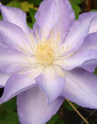 Clematis ´Thyrislund´