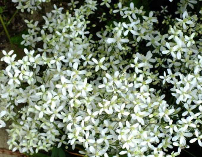 Clematis recta ´Purpurea´