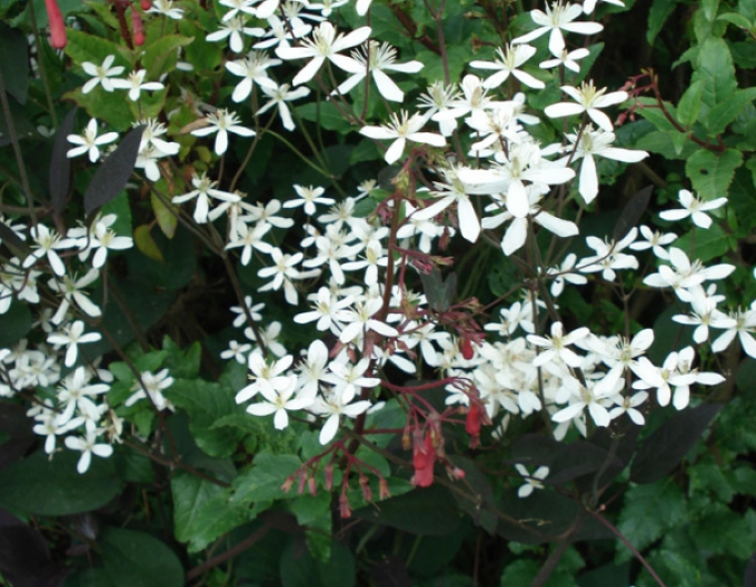 Clematis recta ´Purpurea´