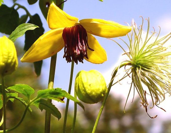 Clematis tangutica ´Zlatá tyara´