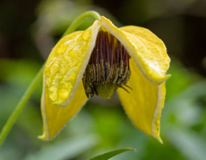 Clematis tangutica ´Zlatá tyara´