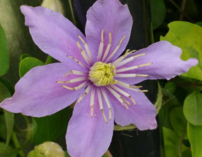 Clematis viticella ´Justa´