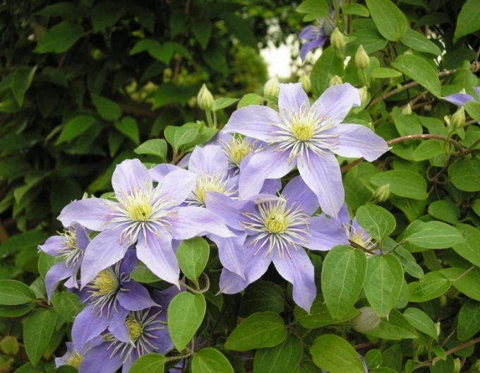 Clematis viticella ´Justa´