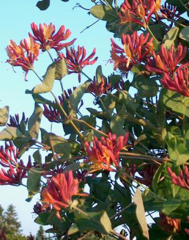 Zimolez heckrotii ´American Beauty´