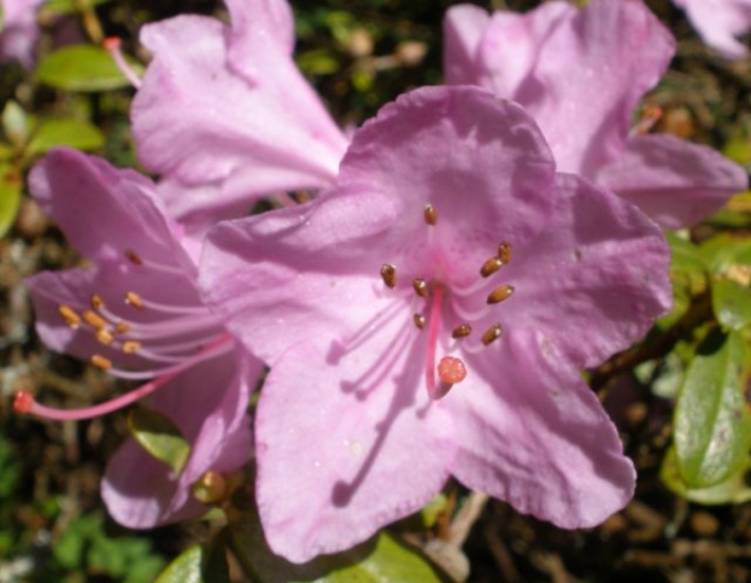 Rhododendron Snipe
