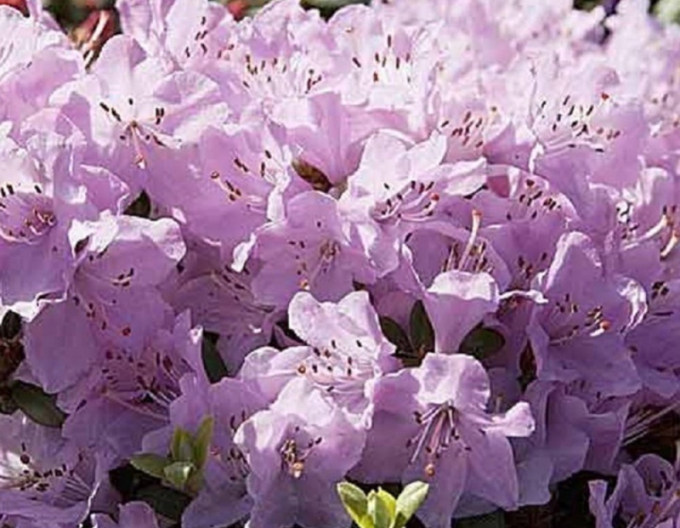 Rhododendron Snipe