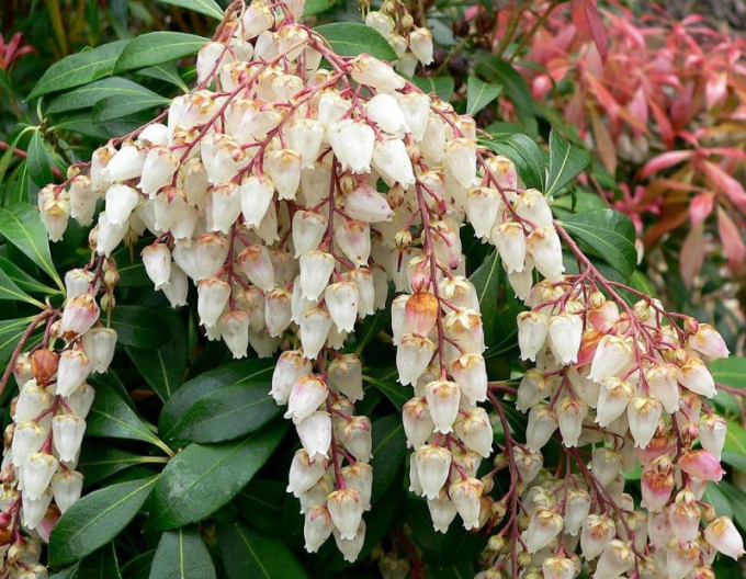 Pieris japonský Bonfire