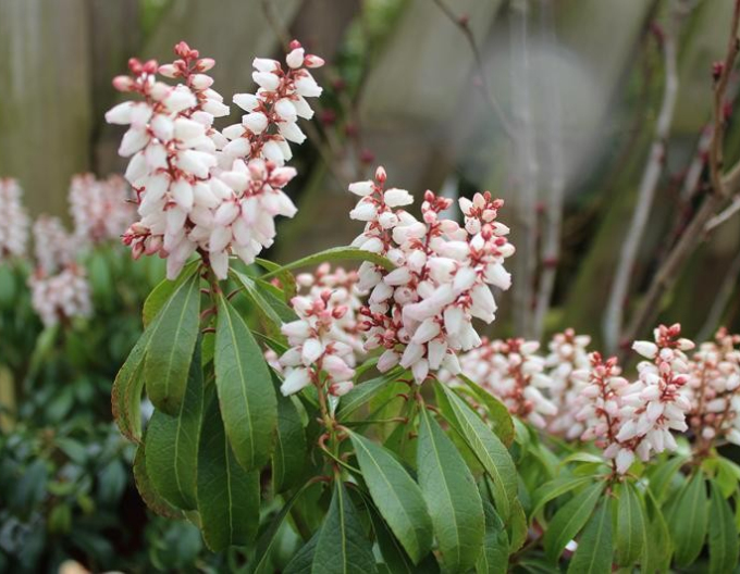 Pieris japonský Bonfire
