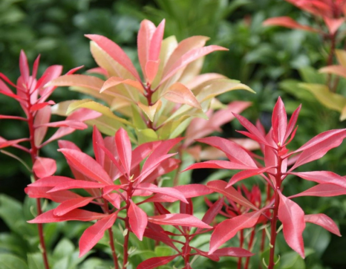 Pieris japonský ´Mountain Fire´