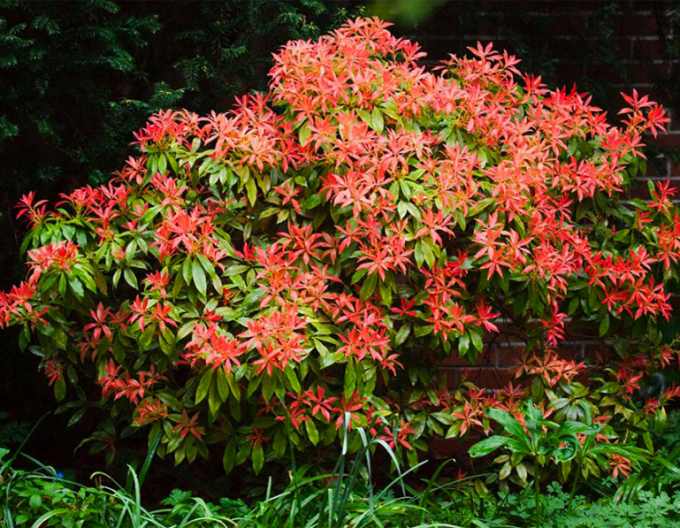 Pieris japonský ´Mountain Fire´