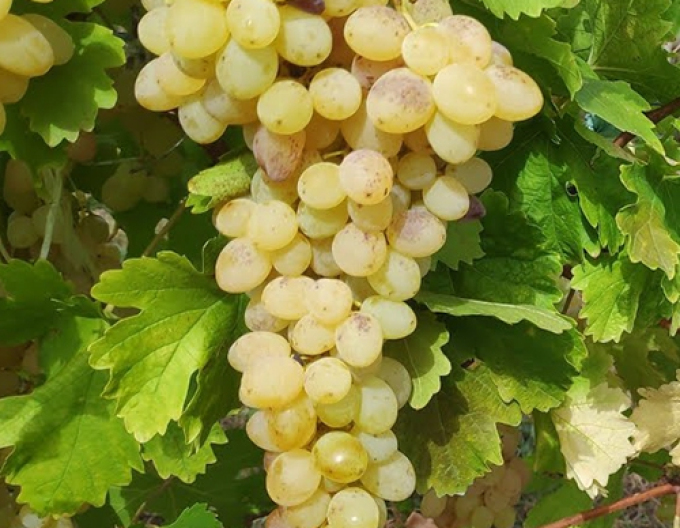 Stolní réva Seedless