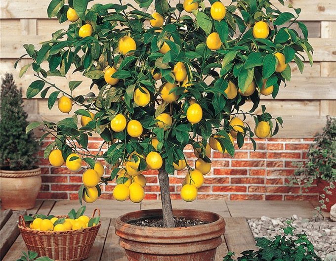 Citroník Limon