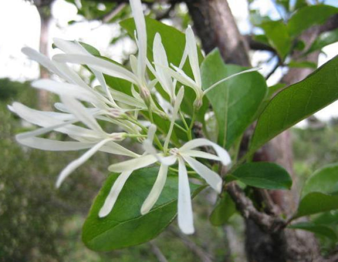 Kalycanthus virginicus