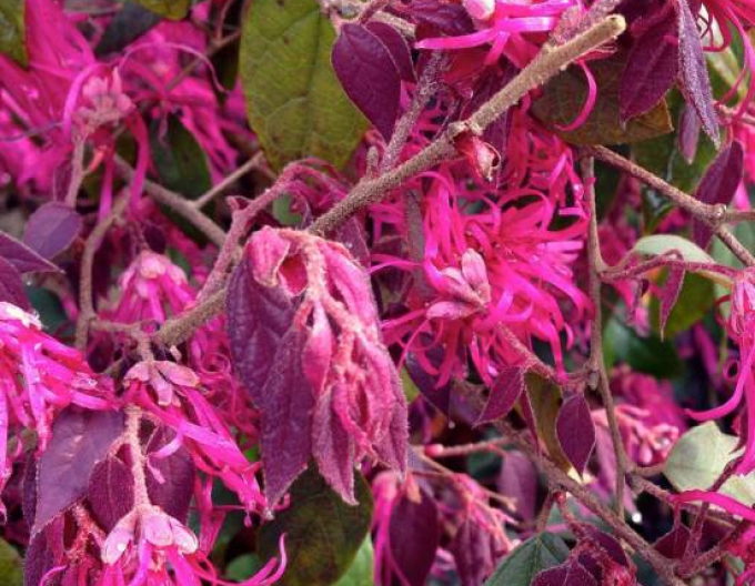 Loropetalum ´Ming Dynasty´