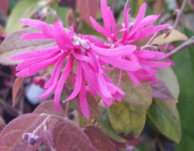 Loropetalum ´Ming Dynasty´