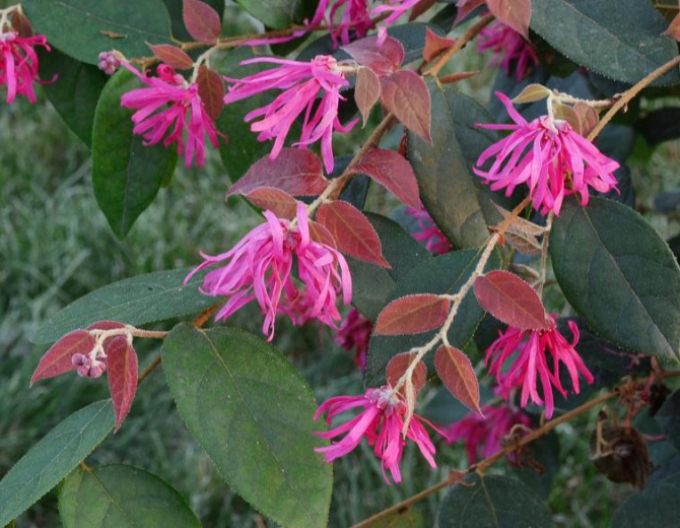Loropetalum ´Ming Dynasty´