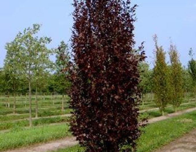 Buk lesní ´Rohan Obelisk´