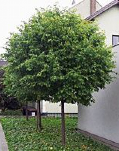 Lípa ´Green Globe´