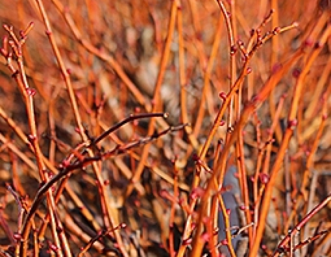 Lípa ´Winter Orange´