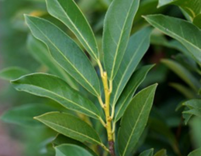 Laurel Laurel ´Elly´
