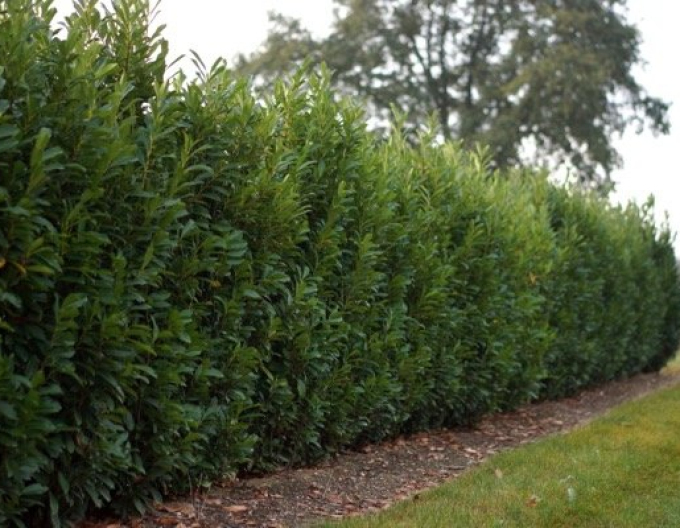 Laurel Laurel ´Elly´