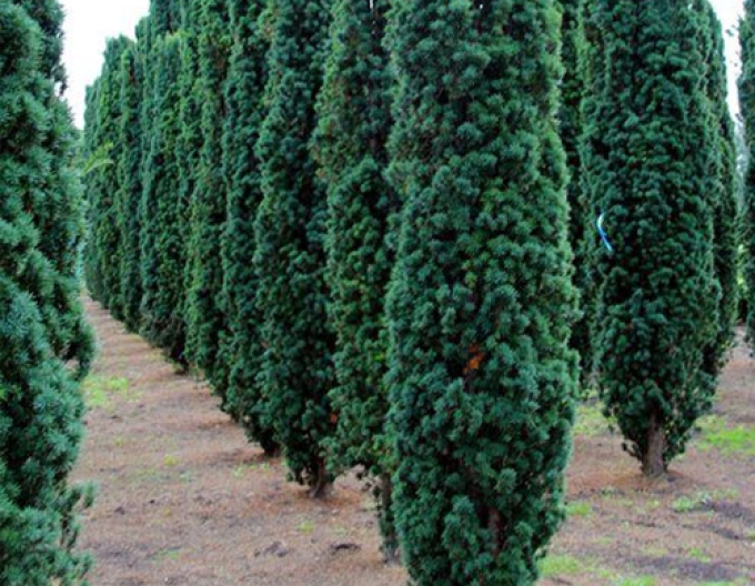 Sloupovitý tis Fastigiata Robusta