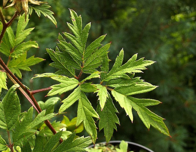 Blackberry ´Thornless Evergreen´