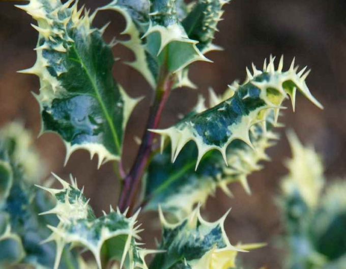 Holly Ferox Argentea