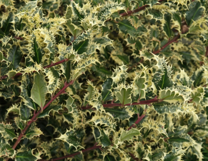 Holly Ferox Argentea