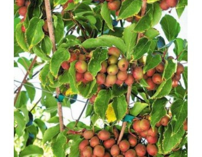 Mini kiwi Purpurna Sadowa