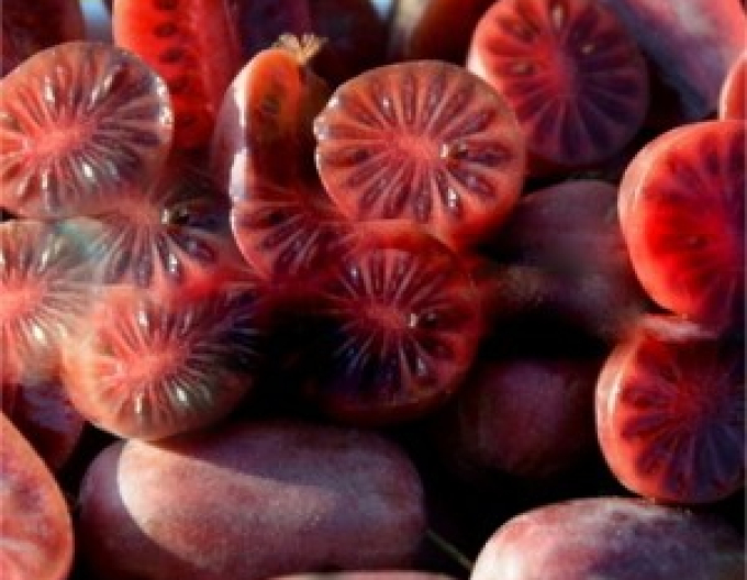 Mini kiwi Purpurna Sadowa