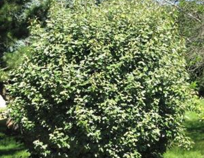 Pointilla Amoroso´