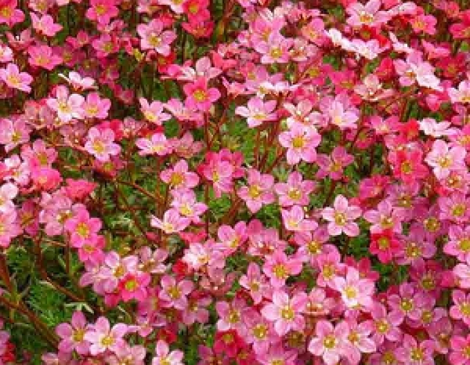 Lomikámen Rose Shades