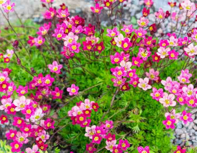 Lomikámen Rose Shades