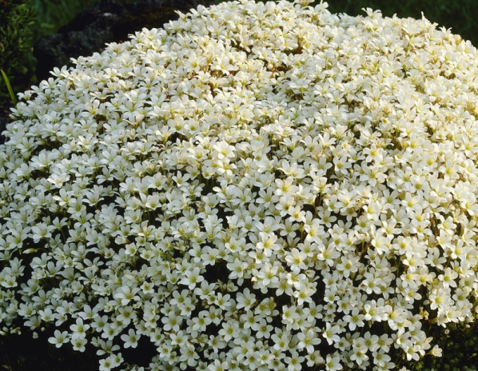 Lomikámen Saxony White